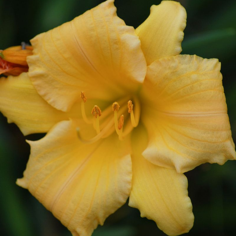 Hemerocallis Stella Bella