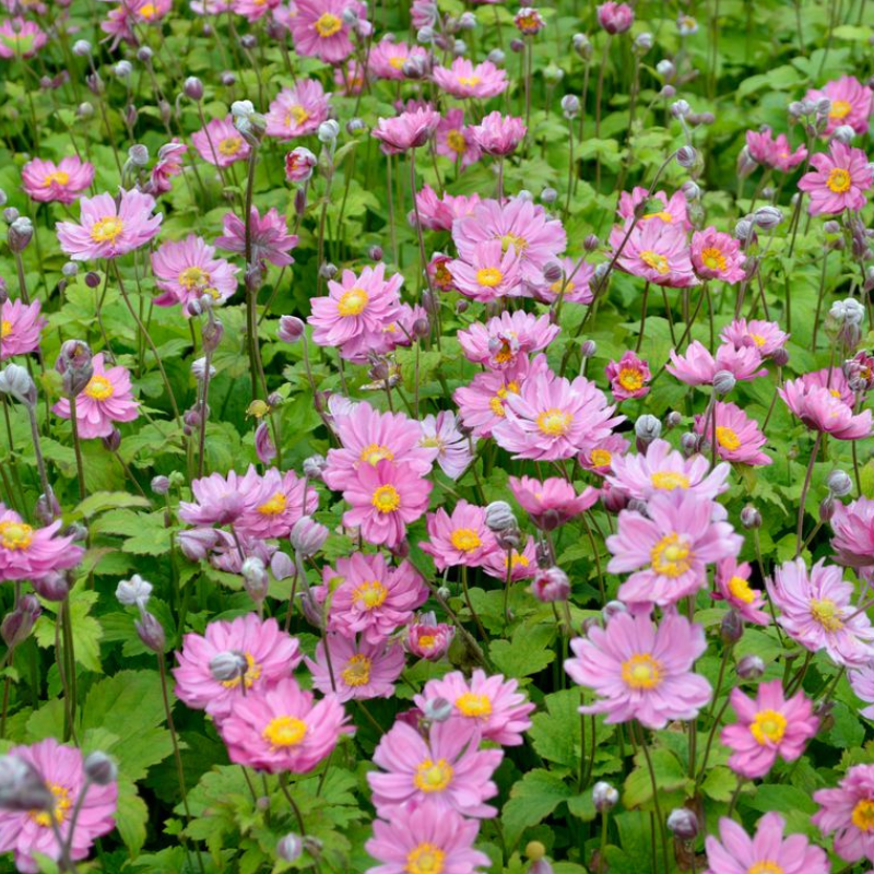 Anemone Pamina