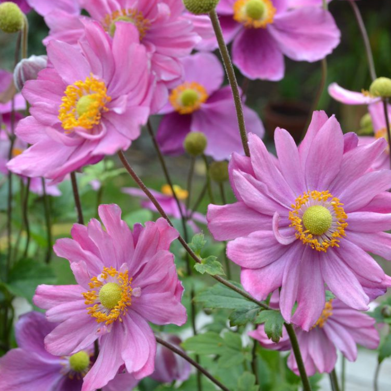 Anemone Pamina