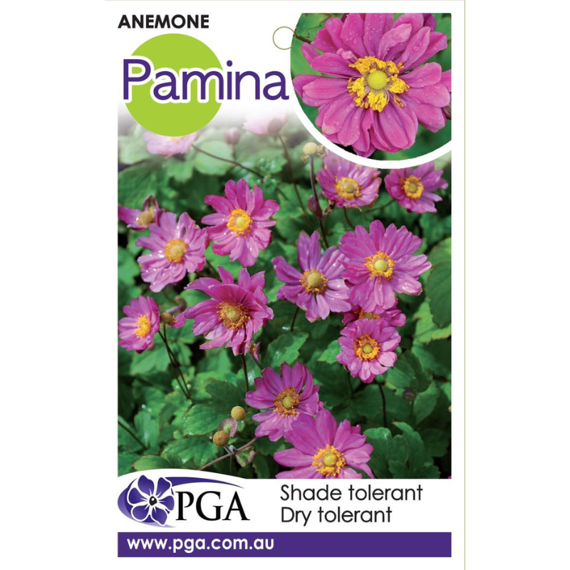 Anemone Pamina