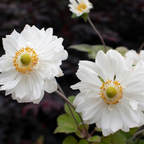 Anemone Snow Angel PGA