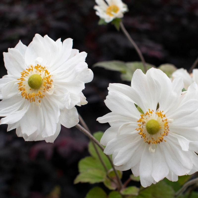 Anemone Snow Angel PGA