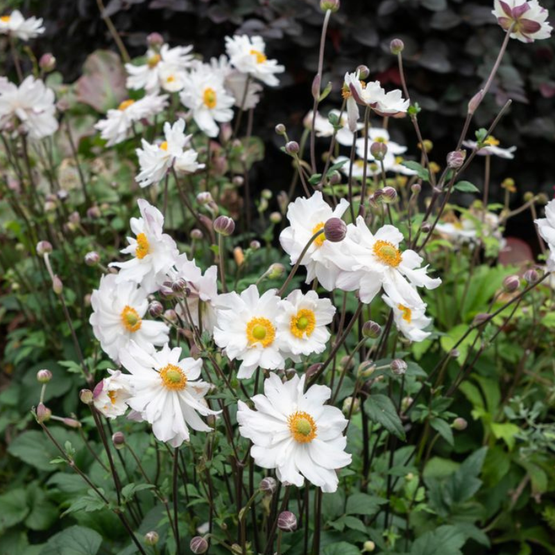 Anemone Snow Angel PGA