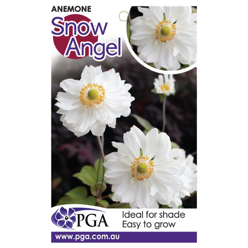 Anemone Snow Angel