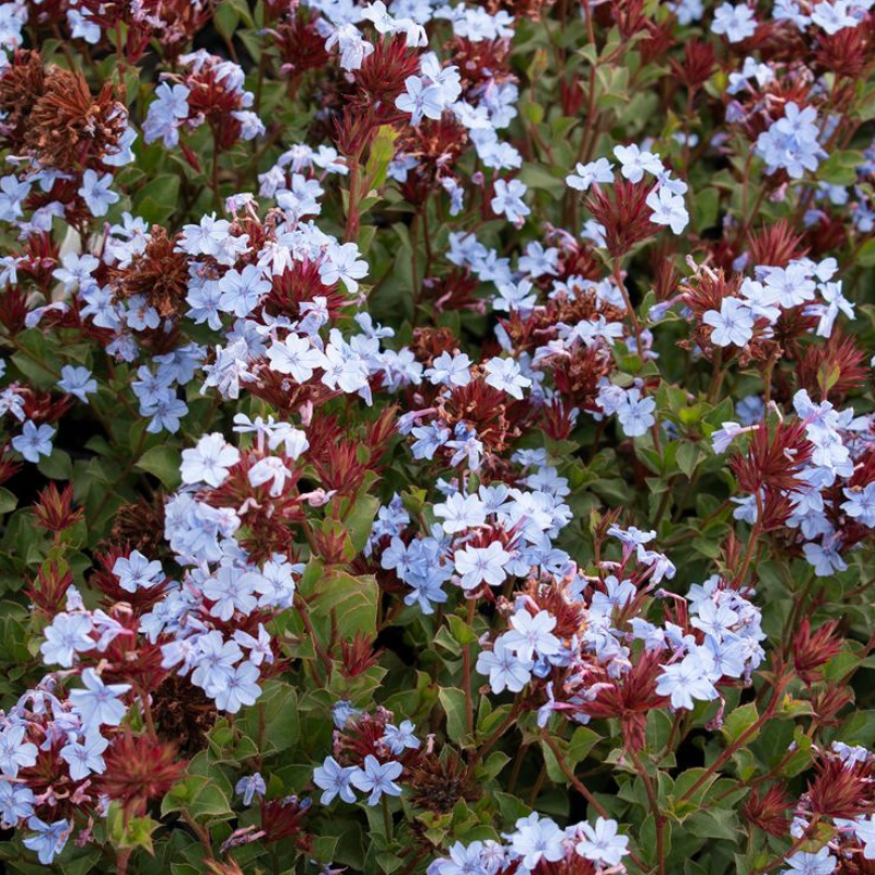 Ceratostigma Summer Sky