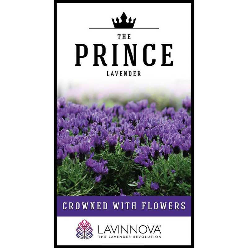 Lavender The Prince PGA