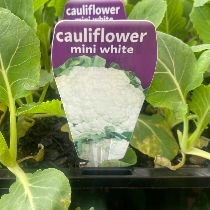 Cauliflower Mini White punnet