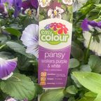 Pansy Whiskers Purple & White Easy Colour