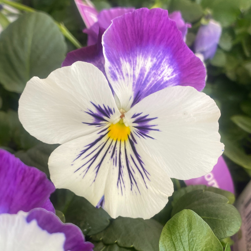 Pansy Whiskers Purple & White Easy Colour