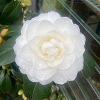 Camellia Satsuma