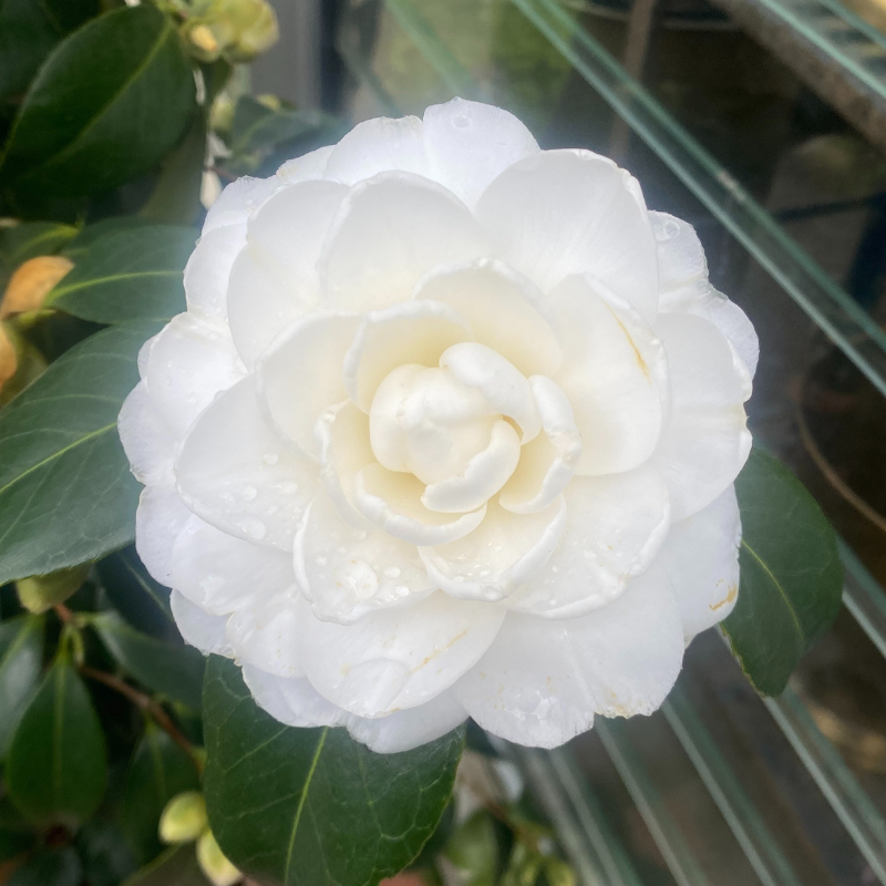 Camellia Satsuma