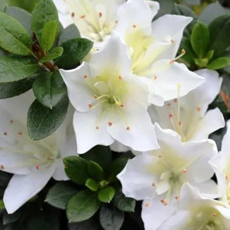 Azalea White Dragon