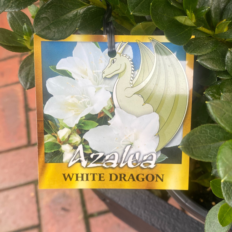 Azalea White Dragon