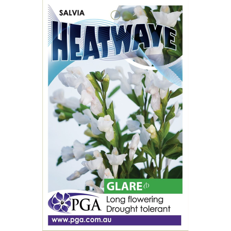 Salvia Heatwave Glare