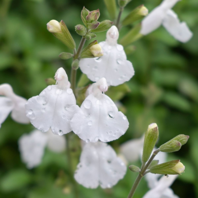 Salvia Heatwave Glare