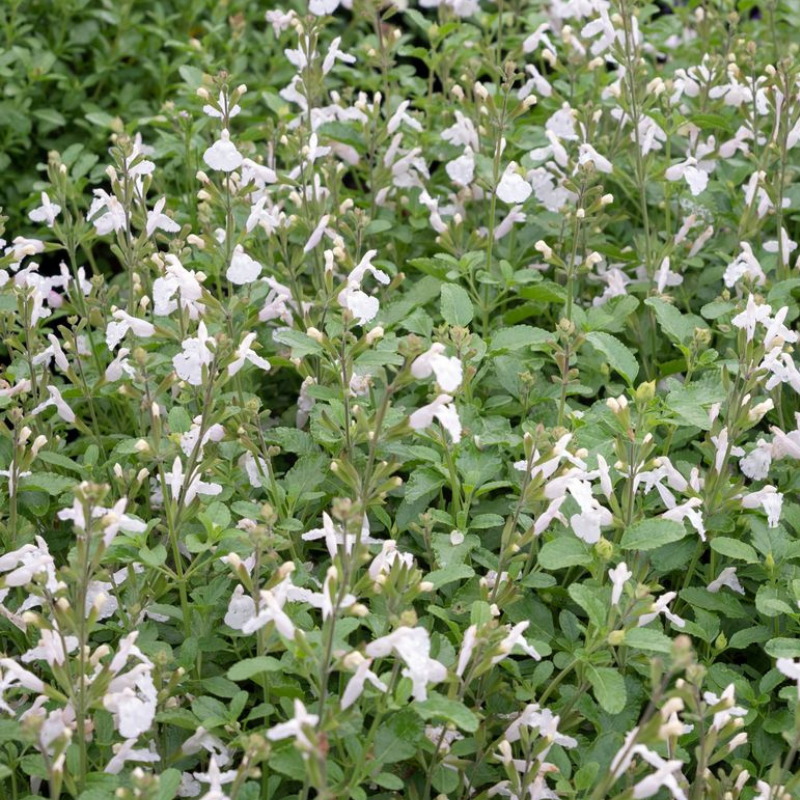 Salvia Heatwave Glare