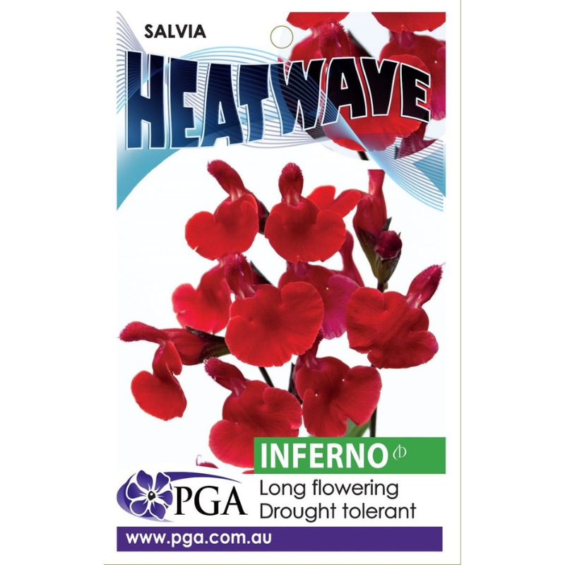 Salvia Heatwave Inferno