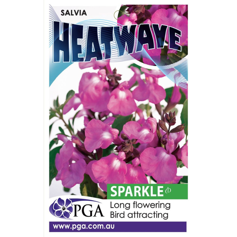 Salvia Heatwave Sparkle