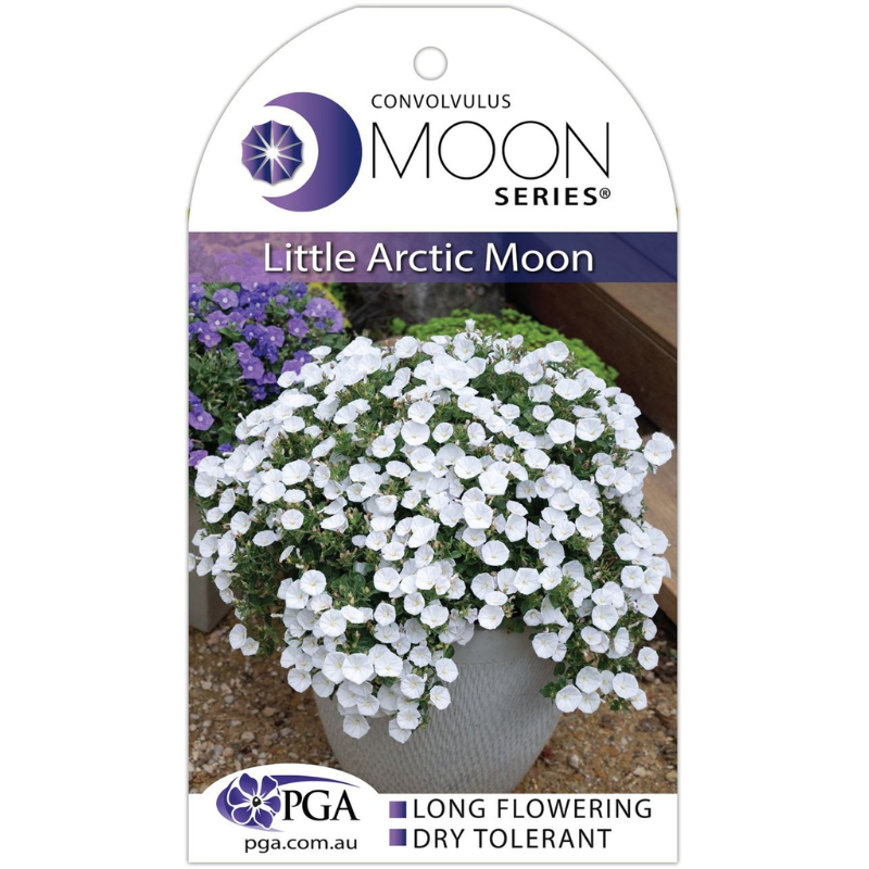 Convolvulus Little Arctic Moon