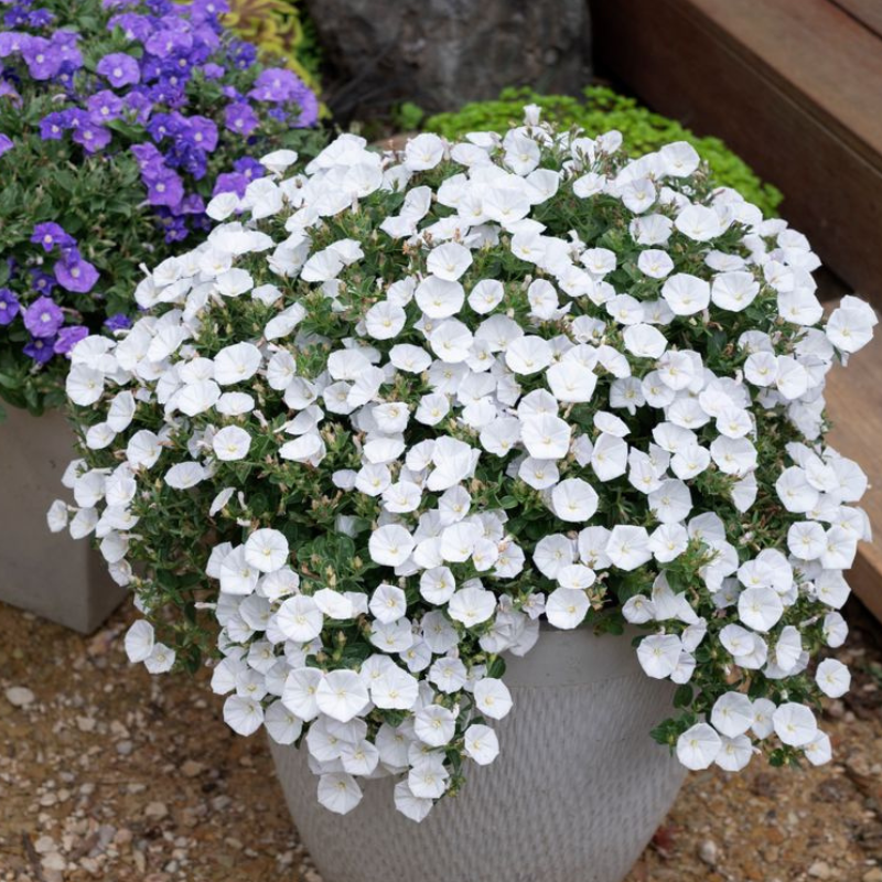 Convolvulus Little Arctic Moon