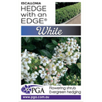 Escallonia HWE White PGA