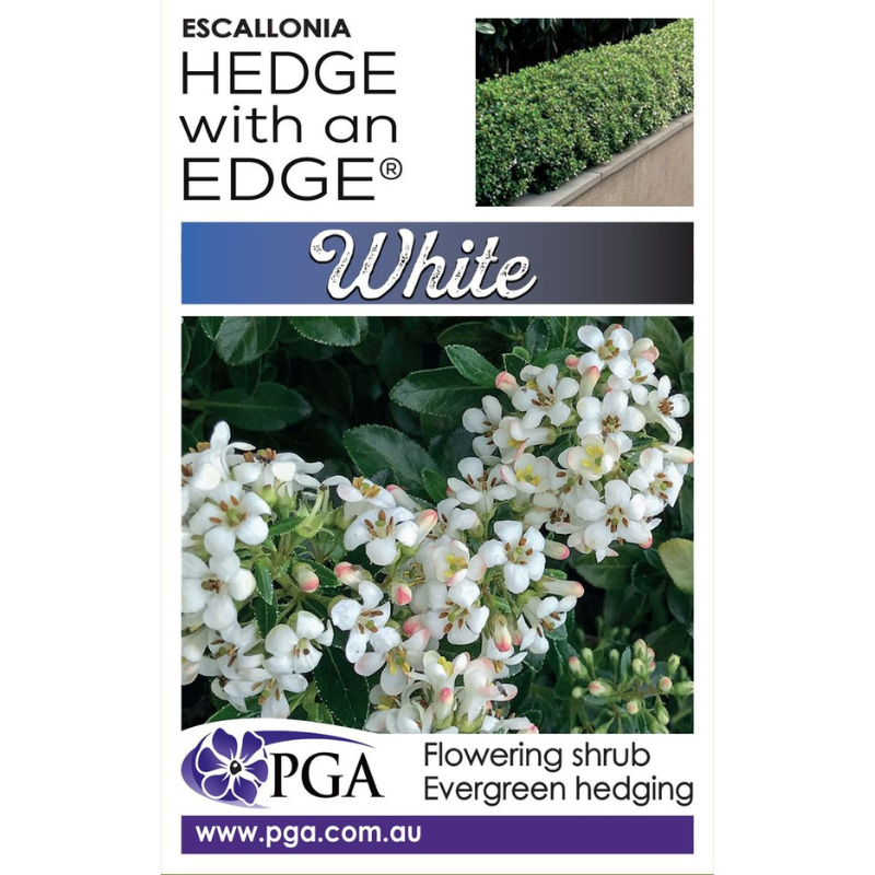 Escallonia HWE White PGA