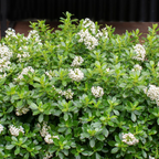 Escallonia HWE White PGA