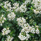 Escallonia HWE White PGA