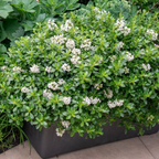 Escallonia HWE White PGA