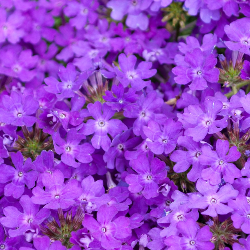 Verbena Purple Passion