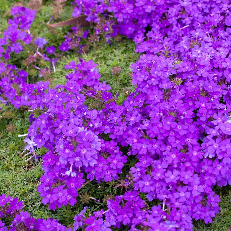 Verbena Purple Passion