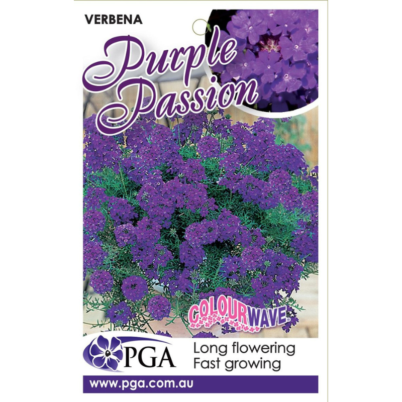 Verbena Purple Passion