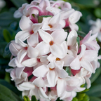 Daphne Eternal Fragrance