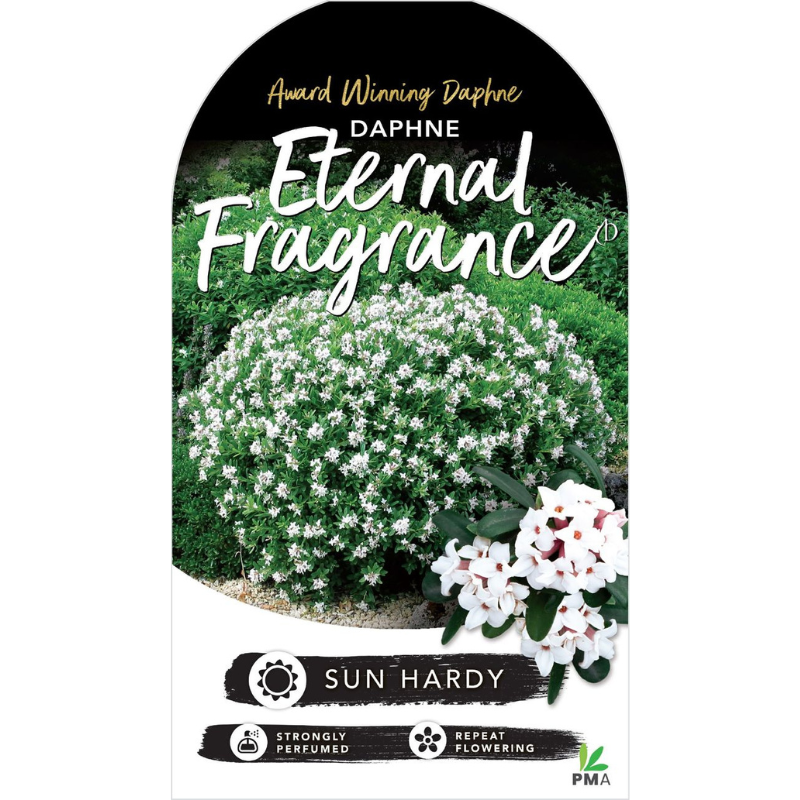 Daphne Eternal Fragrance