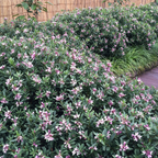 Daphne Spring Pink Eternal Fragrance