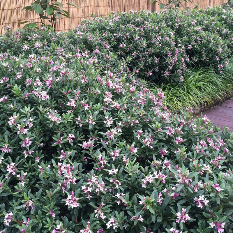 Daphne Spring Pink Eternal Fragrance