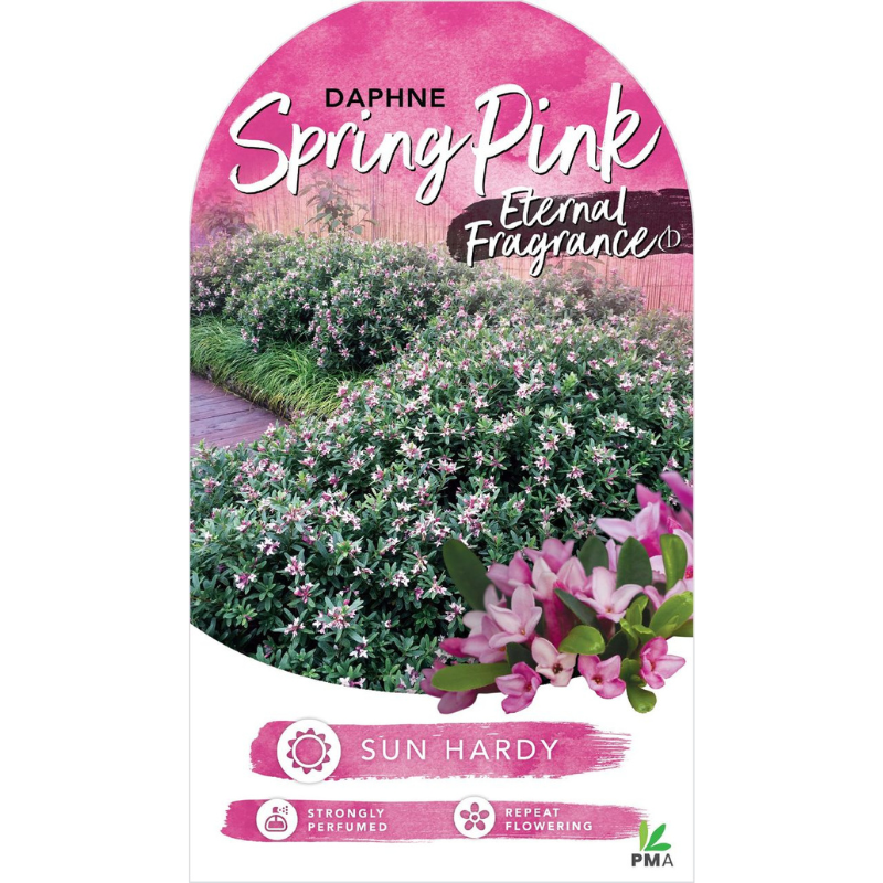 Daphne Spring Pink Eternal Fragrance