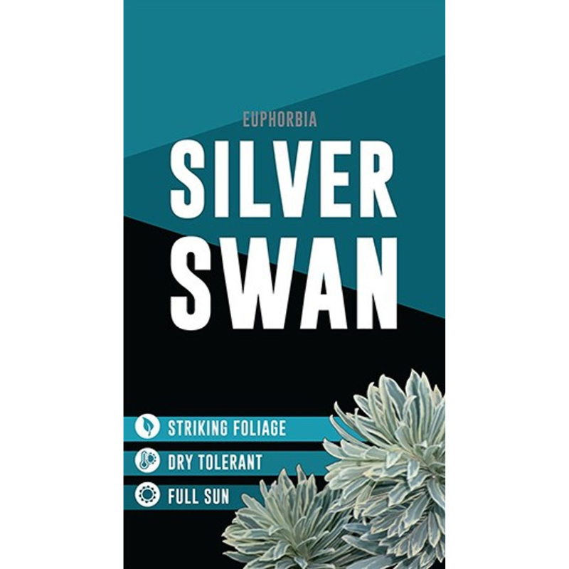 Euphorbia Silver Swan