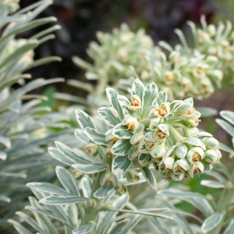 Euphorbia Silver Swan