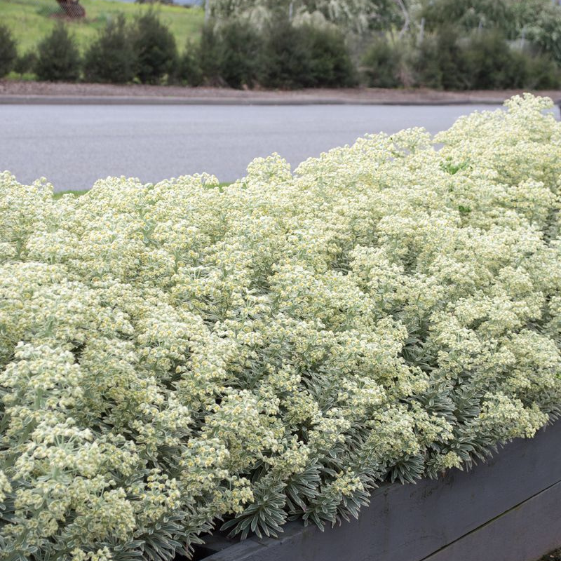 Euphorbia Silver Swan