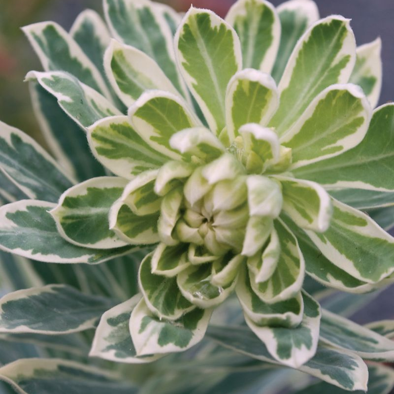 Euphorbia Silver Swan