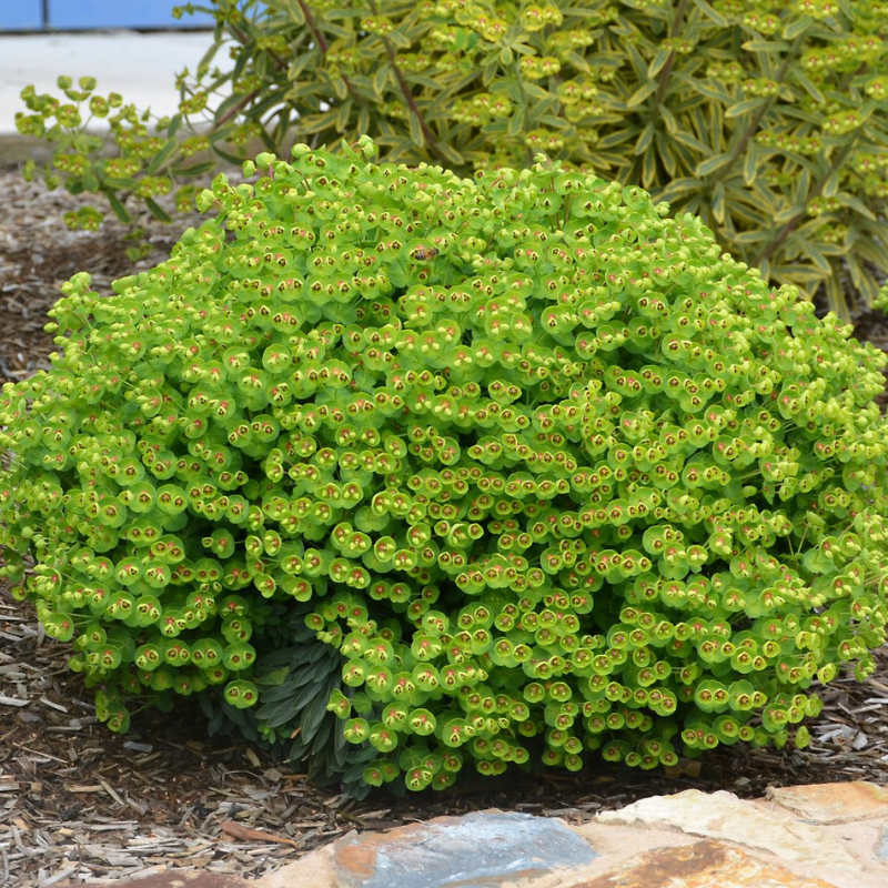 Euphorbia Tiny Tim