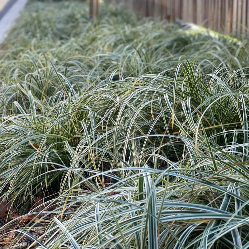 Carex Feather Falls