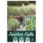 Carex Feather Falls