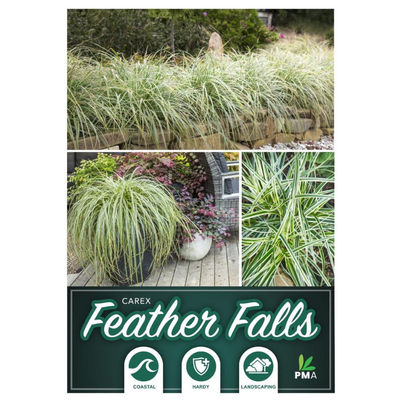 Carex Feather Falls
