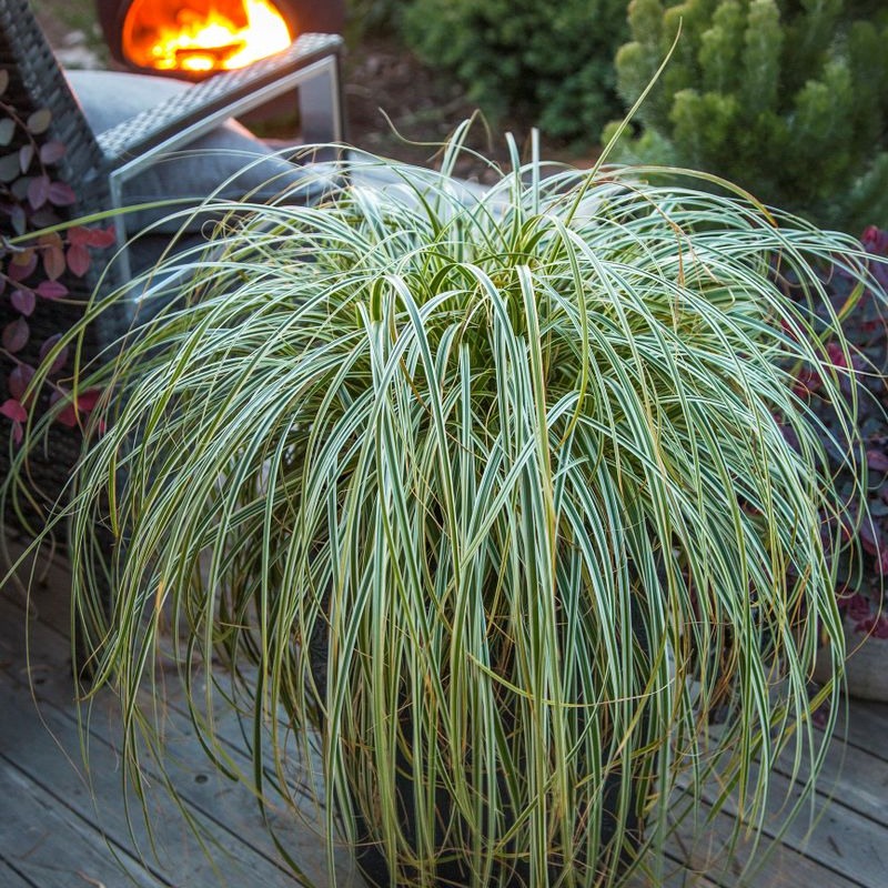 Carex Feather Falls