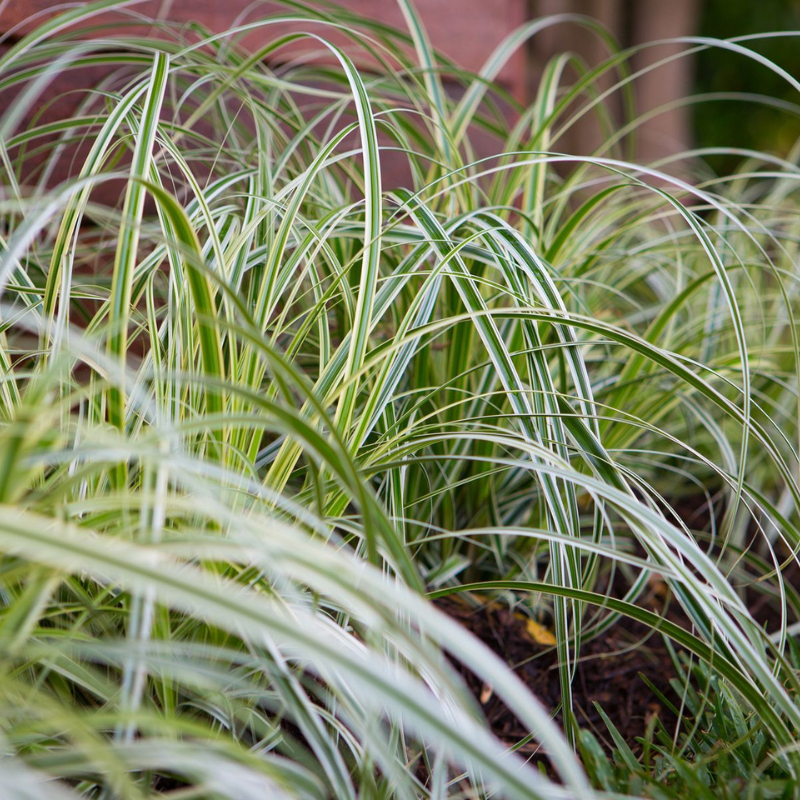 Carex Feather Falls