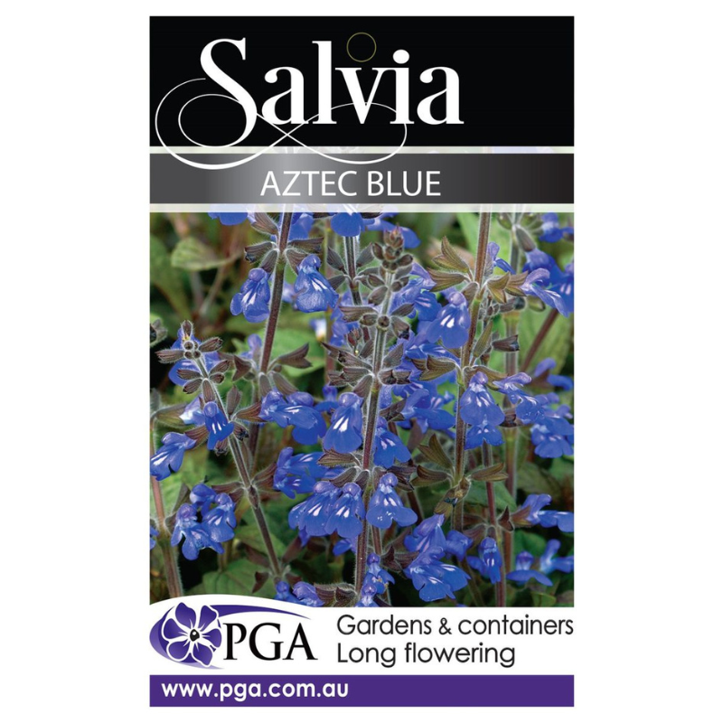 Salvia Aztec Blue