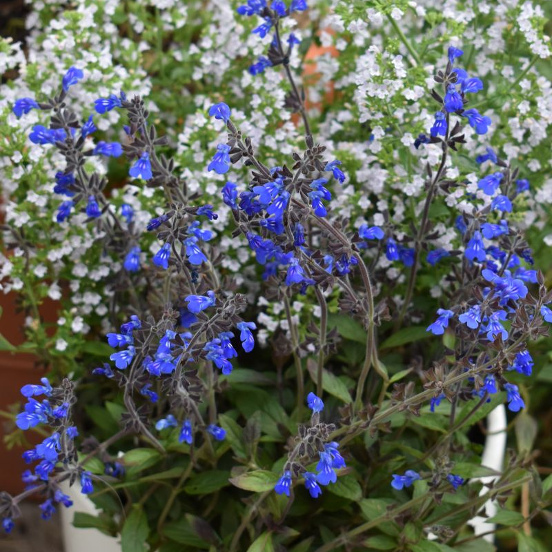 Salvia Aztec Blue