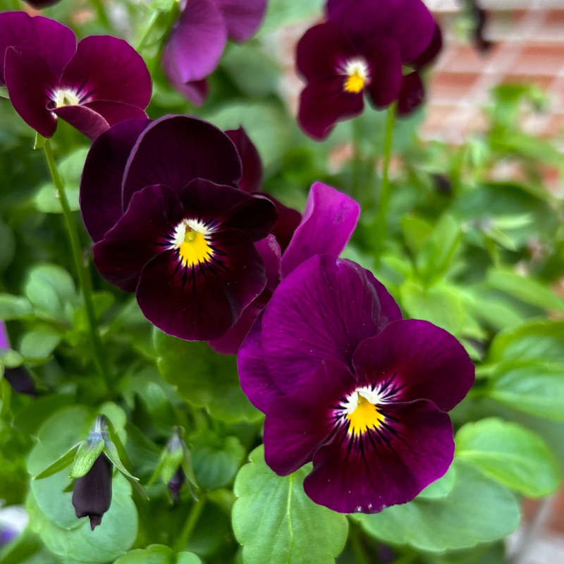 Viola Burgundy Easy Colour